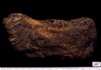 藏品(草原猛獁象左下顎骨含第三臼齒)的圖片